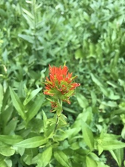 Castilleja suksdorfii