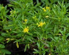 Hypericum densiflorum