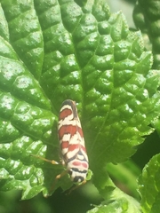 Agrosoma