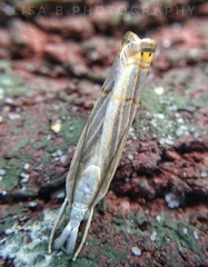 Parapediasia decorellus