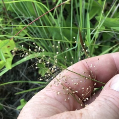 Dichanthelium sphaerocarpon