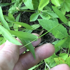 Dichanthelium sphaerocarpon