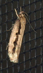 Eulechria xeropterella