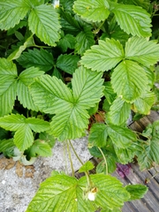 Fragaria × ananassa