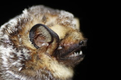 Lasiurus cinereus cinereus