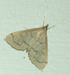Metasia dicealis