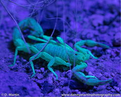 Paravaejovis confusus