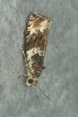 Olethreutes versicolorana