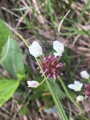 Allium geyeri tenerum