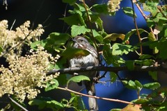 Melospiza melodia morphna