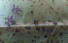 Corythucha associata