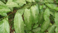 Corythucha associata