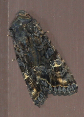 Neumichtis spumigera