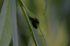 Chrysomela vigintipunctata
