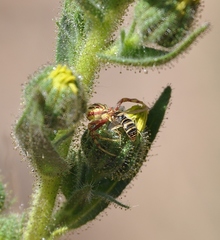 Mecaphesa schlingeri