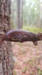 Narceus americanus