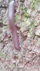 Narceus americanus