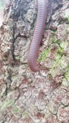 Narceus americanus
