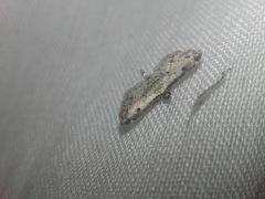 Sufetula sunidesalis