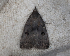 Phalaenostola hanhami