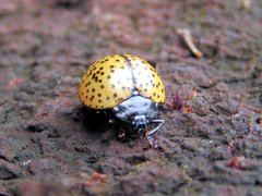 Aegithus burmeisteri