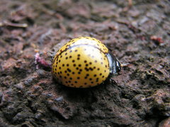 Aegithus burmeisteri