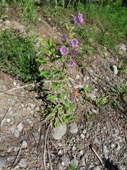 Campanula medium