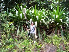 Brocchinia micrantha