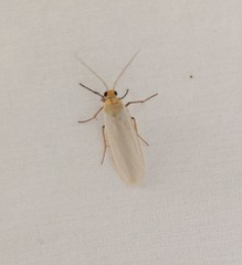 Crambidia xanthocorpa