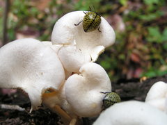 Aegithus burmeisteri