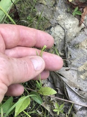 Polygala verticillata