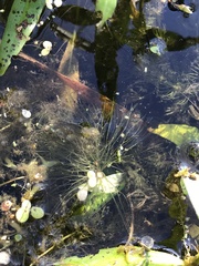 Ceratophyllum echinatum