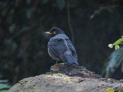Turdus flavipes