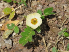 Kallstroemia rosei