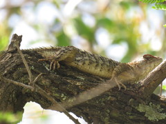 Sceloporus albiventris