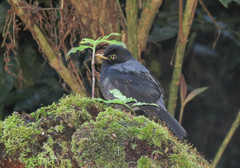 Turdus flavipes