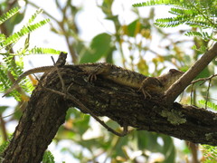Sceloporus albiventris