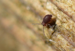 Ptenothrix palmata