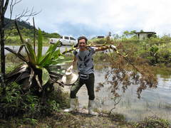 Brocchinia micrantha