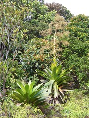 Brocchinia micrantha