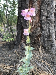 Penstemon clutei