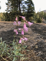 Penstemon clutei