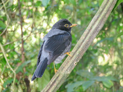 Turdus flavipes
