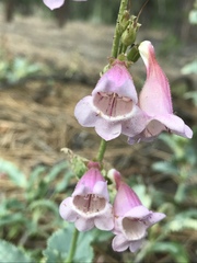 Penstemon clutei