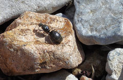 Liometopum apiculatum