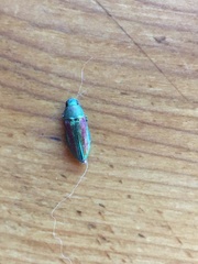 Chrysophana placida