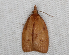 Cenopis directana