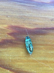 Chrysophana placida