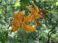 Lilium distichum