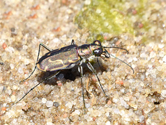 Cicindela tenuisignata
